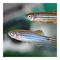 9as9nqdsjcfyznsrus9x zebrafish
